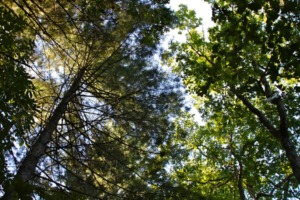 The Magic of Summer Camp