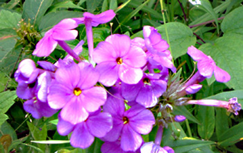 Healthy Camp Flower