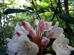 Blooming rhododendron flower