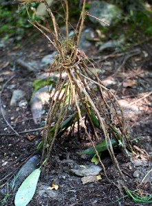 Camper Fairy House